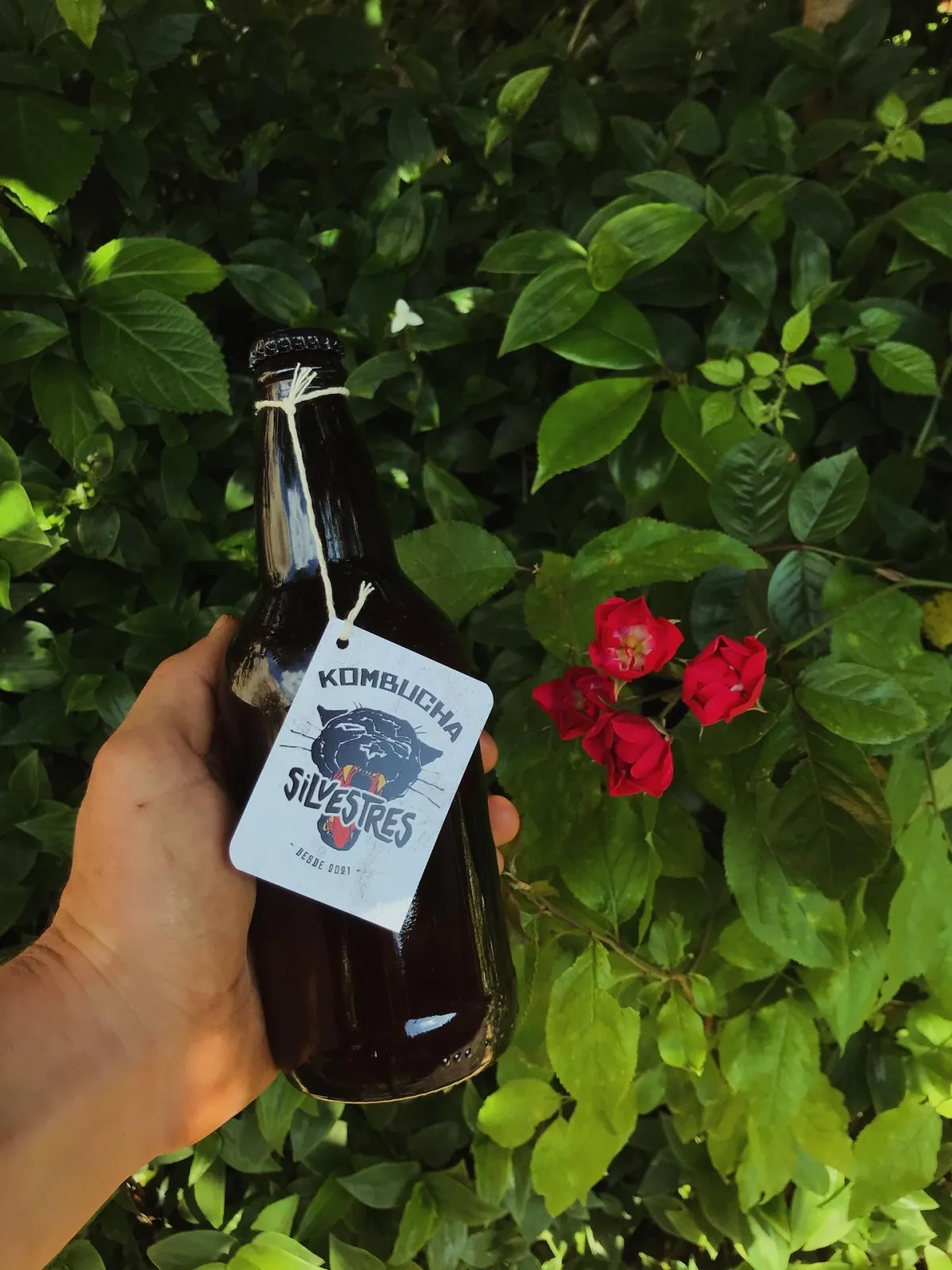 Kombucha de 500cc