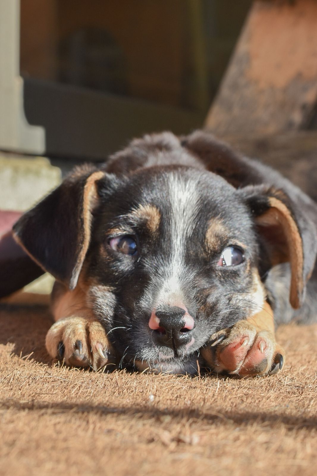 Foto Mascota